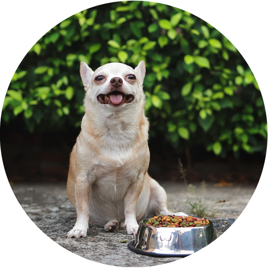 Pet Food Logistics
